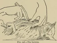 Picture 150 of 294 from What to do and how to do it; the American boys handy book (1920), leaf 263