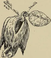Picture 151 of 294 from What to do and how to do it; the American boys handy book (1920), leaf 265