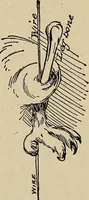 Picture 152 of 294 from What to do and how to do it; the American boys handy book (1920), leaf 266