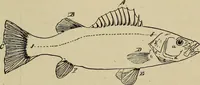 An illustration from What to do and how to do it; the American boys handy book (1920)