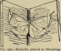An illustration from What to do and how to do it; the American boys handy book (1920)