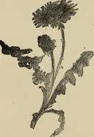 An illustration from What to do and how to do it; the American boys handy book (1920)