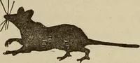 An illustration from What to do and how to do it; the American boys handy book (1920)