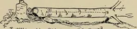 Picture 261 of 294 from What to do and how to do it; the American boys handy book (1920), leaf 423