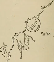 Picture 280 of 294 from What to do and how to do it; the American boys handy book (1920), leaf 441