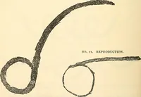 Picture 16 of 35 from The widow's mite and other psychic phenomena (1904), leaf 325