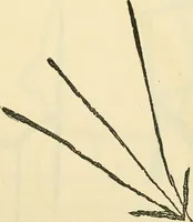 An illustration from The widow's mite and other psychic phenomena (1904)