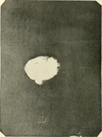 Picture 34 of 35 from The widow's mite and other psychic phenomena (1904), leaf 487