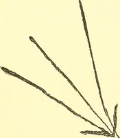 Picture 18 of 34 from The widow's mite and other psychic phenomena (1911), leaf 324