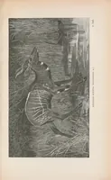 An illustration from Wild beasts and their ways : reminiscences of Europe, Asia, Africa and America (1890)