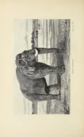 An illustration from Wild beasts and their ways : reminiscences of Europe, Asia, Africa, and America (1890)
