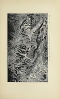An illustration from Wild beasts and their ways : reminiscences of Europe, Asia, Africa, and America (1890)