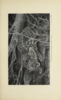 An illustration from Wild beasts and their ways : reminiscences of Europe, Asia, Africa, and America (1890)