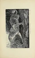 An illustration from Wild beasts and their ways : reminiscences of Europe, Asia, Africa, and America (1890)