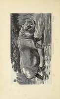An illustration from Wild beasts and their ways : reminiscences of Europe, Asia, Africa, and America (1890)