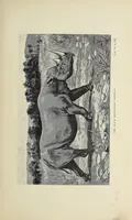 An illustration from Wild beasts and their ways : reminiscences of Europe, Asia, Africa, and America (1890)