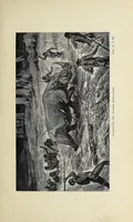 An illustration from Wild beasts and their ways : reminiscences of Europe, Asia, Africa, and America (1890)