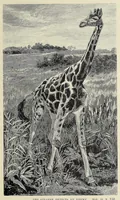 An illustration from Wild beasts and their ways : reminiscences of Europe, Asia, Africa, and America (1890)
