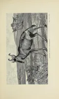 An illustration from Wild beasts and their ways : reminiscences of Europe, Asia, Africa, and America (1890)