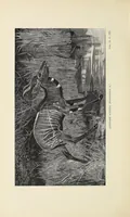 An illustration from Wild beasts and their ways : reminiscences of Europe, Asia, Africa, and America (1890)