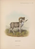 An illustration from Wild oxen, sheep & goats of all lands, living and extinct (1898)