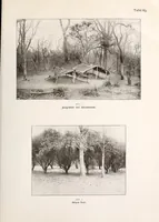 Picture 16 of 16 from Wissenschaftliche Ergebnisse meiner ethnographischen Forschungsreise in den Südosten Deutsch-Ostafrikas (1908), leaf 297