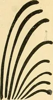 An illustration from With brush and pen : suggestions for some of the newer phases of public school art instruction (1897)