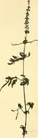 An illustration from With brush and pen : suggestions for some of the newer phases of public school art instruction (1897)