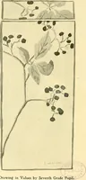 Picture 16 of 64 from With brush and pen : suggestions for some of the newer phases of public school art instruction (1897), leaf 31