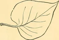 Picture 37 of 64 from With brush and pen : suggestions for some of the newer phases of public school art instruction (1897), leaf 56