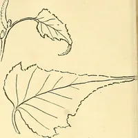 An illustration from With brush and pen : suggestions for some of the newer phases of public school art instruction (1897)