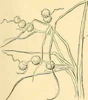 Picture 39 of 64 from With brush and pen : suggestions for some of the newer phases of public school art instruction (1897), leaf 58