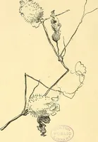 Picture 40 of 64 from With brush and pen : suggestions for some of the newer phases of public school art instruction (1897), leaf 59
