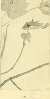 Picture 64 of 64 from With brush and pen : suggestions for some of the newer phases of public school art instruction (1897), leaf 79