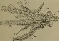 An illustration from Within the mind maze, or, Mentonomy, the law of the mind (1911)