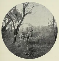 An illustration from With Wilson in Matabeleland, or, Sport and war in Zambesia (1894)