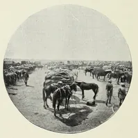 An illustration from With Wilson in Matabeleland, or, Sport and war in Zambesia (1894)