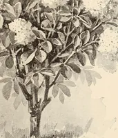 An illustration from The woman's book, dealing practically with the modern conditions of home-life, self-support, education, opportunties, and every-day problems (1894)