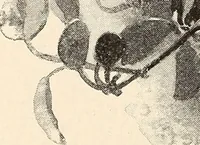An illustration from The woman's book, dealing practically with the modern conditions of home-life, self-support, education, opportunties, and every-day problems (1894)
