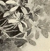 An illustration from The woman's book, dealing practically with the modern conditions of home-life, self-support, education, opportunties, and every-day problems (1894)