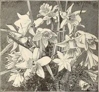 An illustration from The woman's book, dealing practically with the modern conditions of home-life, self-support, education, opportunties, and every-day problems (1894)