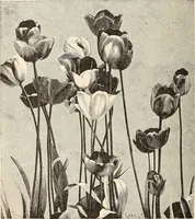 An illustration from The woman's book, dealing practically with the modern conditions of home-life, self-support, education, opportunties, and every-day problems (1894)