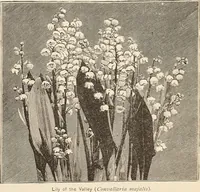 Picture 28 of 230 from The woman's book, dealing practically with the modern conditions of home-life, self-support, education, opportunties, and every-day problems (1894), leaf 66