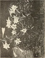 Picture 29 of 230 from The woman's book, dealing practically with the modern conditions of home-life, self-support, education, opportunties, and every-day problems (1894), leaf 67