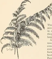An illustration from The woman's book, dealing practically with the modern conditions of home-life, self-support, education, opportunties, and every-day problems (1894)