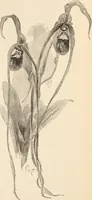 An illustration from The woman's book, dealing practically with the modern conditions of home-life, self-support, education, opportunties, and every-day problems (1894)