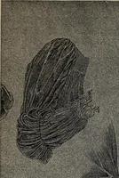 An illustration from The woman's book : dealing practically with the modern conditions of home-life, self-support, education, opportunties, and every-day problems (1894)