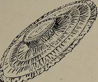 Picture 114 of 172 from The woman's book : dealing practically with the modern conditions of home-life, self-support, education, opportunties, and every-day problems (1894), leaf 272