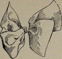 Picture 121 of 172 from The woman's book : dealing practically with the modern conditions of home-life, self-support, education, opportunties, and every-day problems (1894), leaf 274