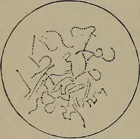 Picture 127 of 172 from The woman's book : dealing practically with the modern conditions of home-life, self-support, education, opportunties, and every-day problems (1894), leaf 293